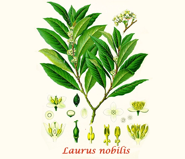 Botanique Laurier noble