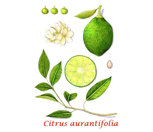 Botanique du citron vert