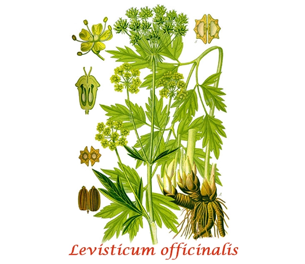 Feuilles de livèche botaniques