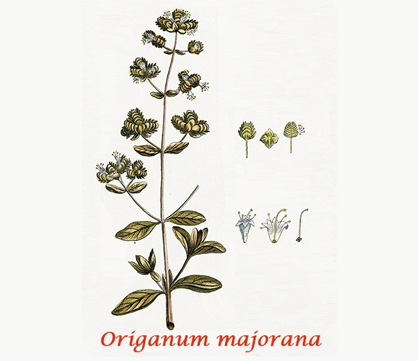 Botanique Marjolaine