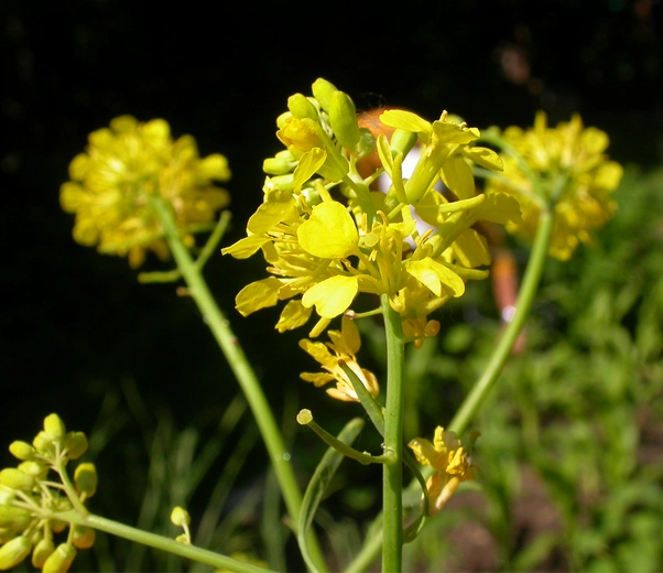 Fleurs de moutarde