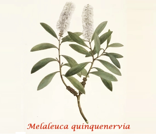 Botanique de Niaouli