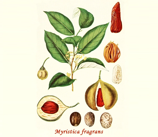 Noix de muscade botanique