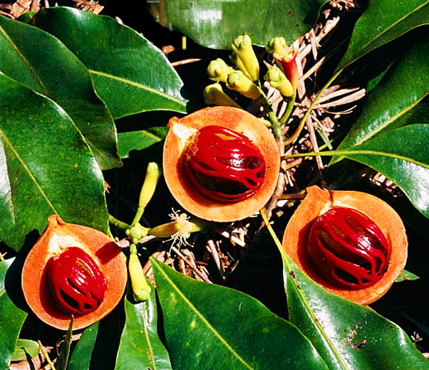 drupes de noix de muscade