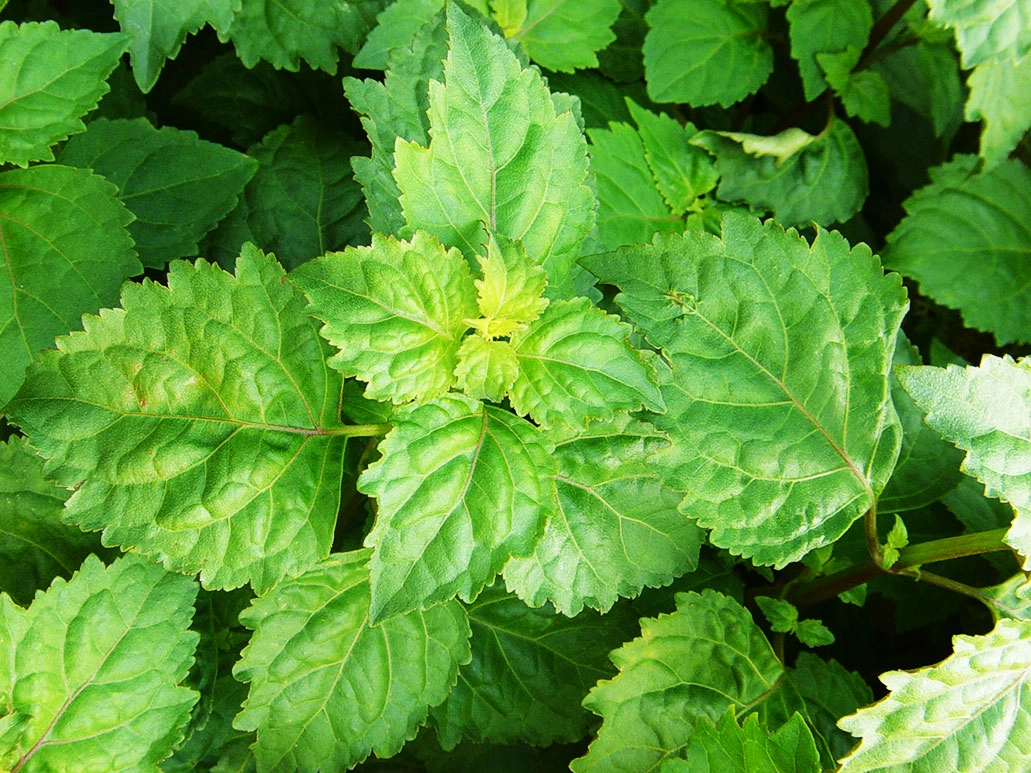 feuilles de patchouli