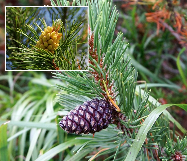 plante de pin de montagne