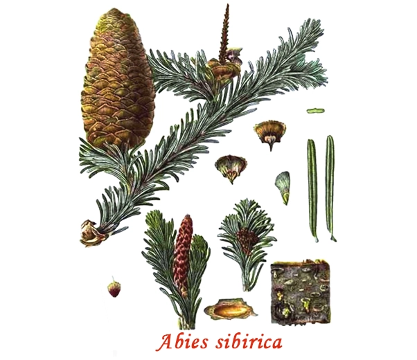 Botanique Pin de Sibérie