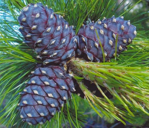 pommes de pin de Sibérie