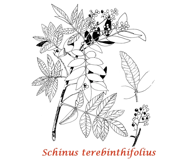 Botanique Poivre rose