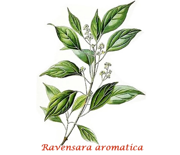 Botanique de Ravensara