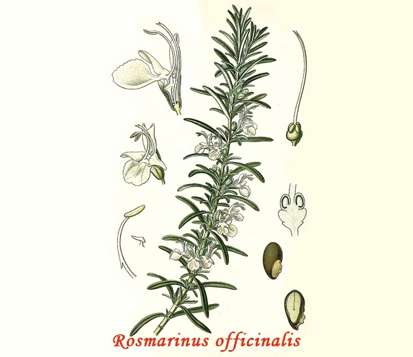 Botanique du romarin
