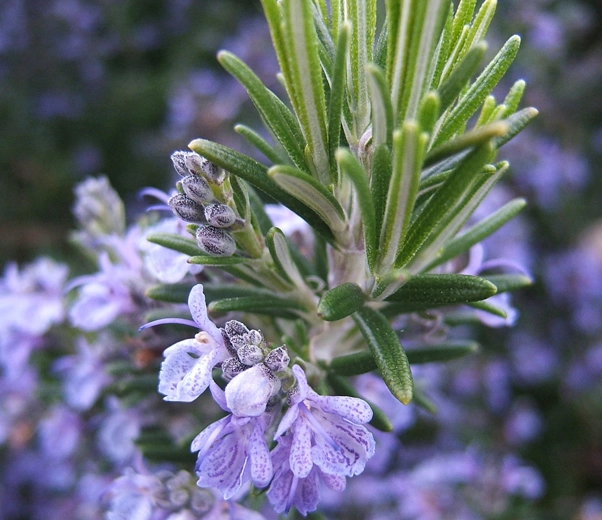 Romarin en fleurs