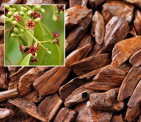 bois de santal de Mysore