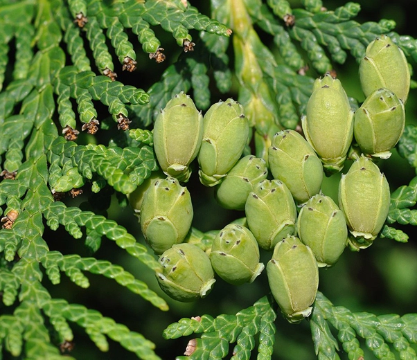 Thuja strobili
