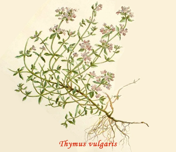 Botanique Thym rouge