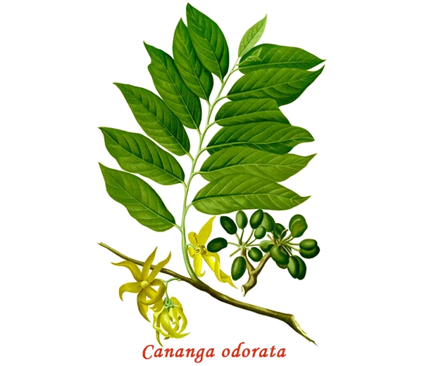 Ylang-ylang Botany