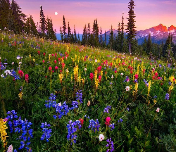 Pâturage alpin en fleurs