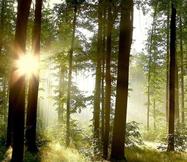 Forêt balsamique Forêt balsamique