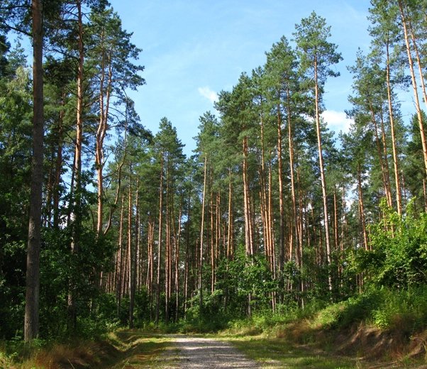 forêt de pins sylvestres forêt de pins sylvestres