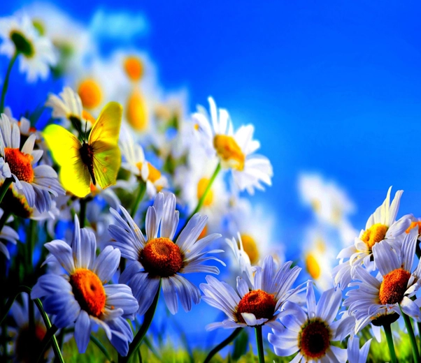 Fleurs amères Fleurs amères