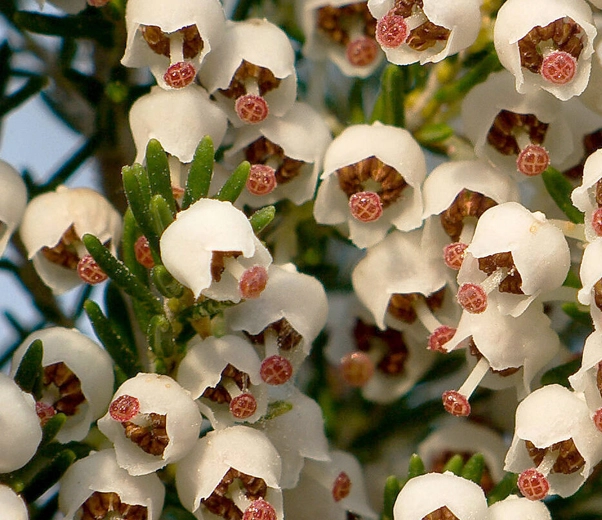 Bruyère en fleurs