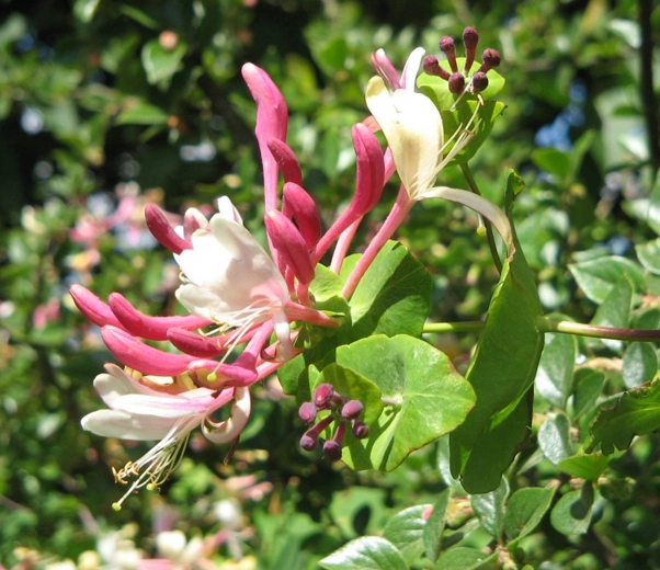 Fleur de chèvrefeuille