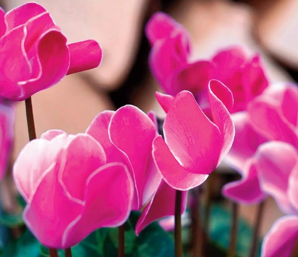 Fleurs de cyclamen