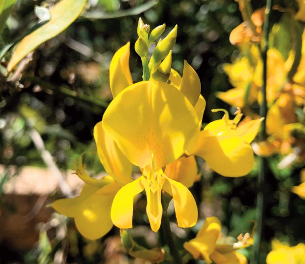 Fleur de genêt