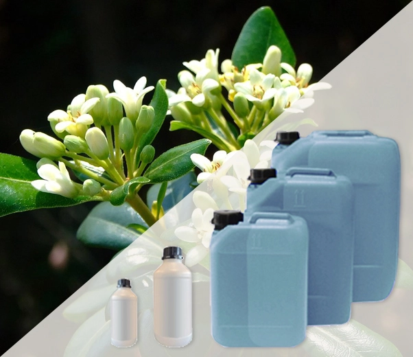 Emballages industriels des parfums Fior di Pittosforo