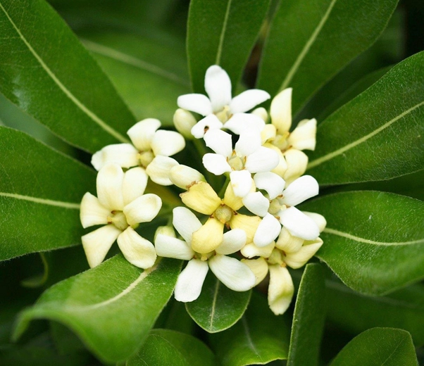 Fleurs de Pittosporum