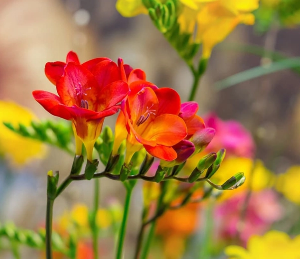 Fleurs de freesia
