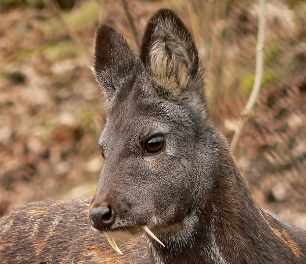 Moschus moschiferus Moschus moschiferus