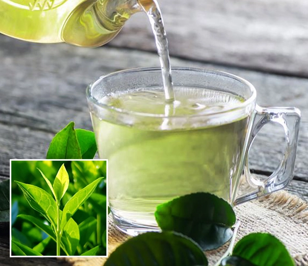 Une tasse de thé vert Une tasse de thé vert