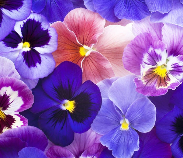 Violettes Violettes