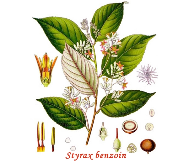Botanique Benjoin Botanique Benjoin