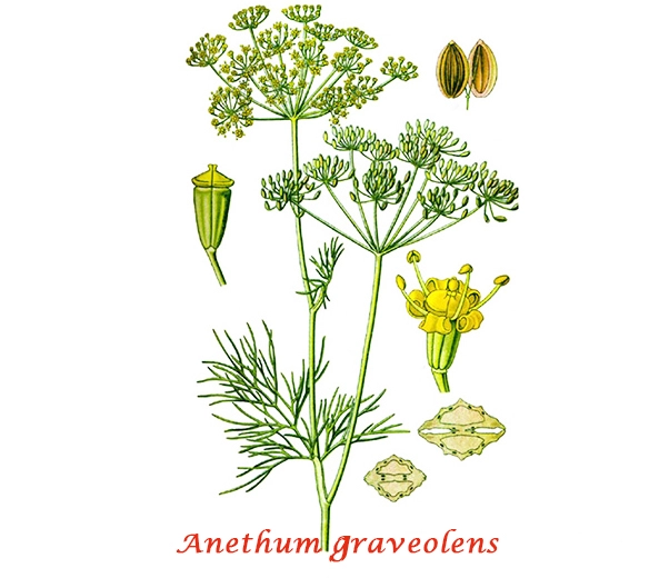 Botanique Aneth Botanique Aneth