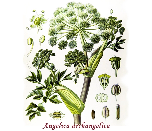 Botanique d'Angelica Botanique d'Angelica