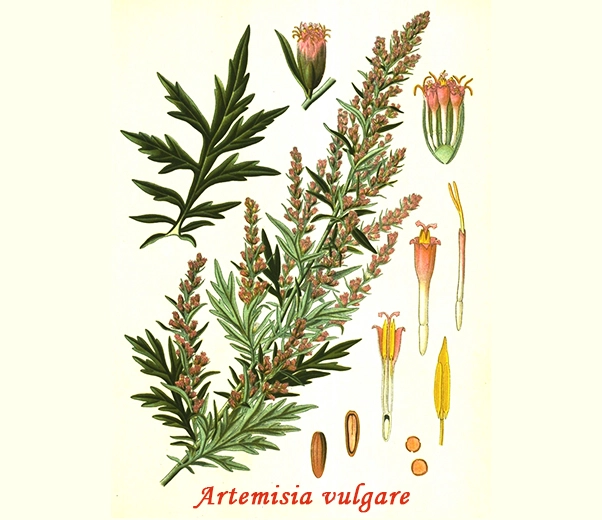 Botanique d'Artemisia Botanique d'Artemisia