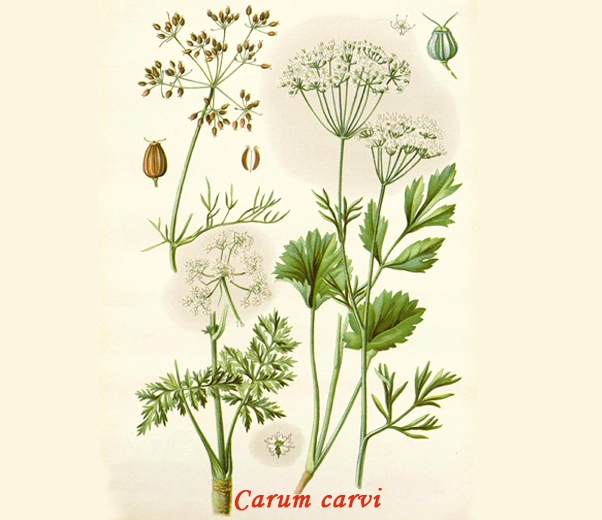 Botanique du carvi Botanique du carvi