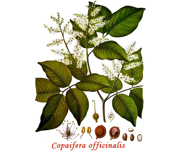 Botanique du copaiba Botanique du copaiba
