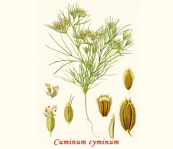 Botanique Cumin Botanique Cumin
