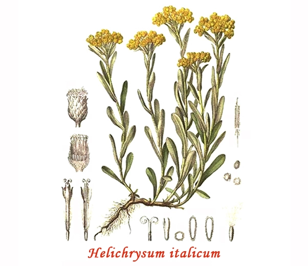 Botanique de l'hélichryse Botanique de l'hélichryse
