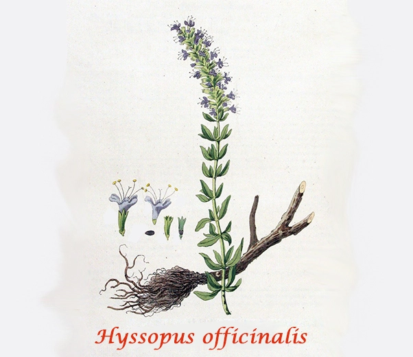 Botanique de l'hysope Botanique de l'hysope