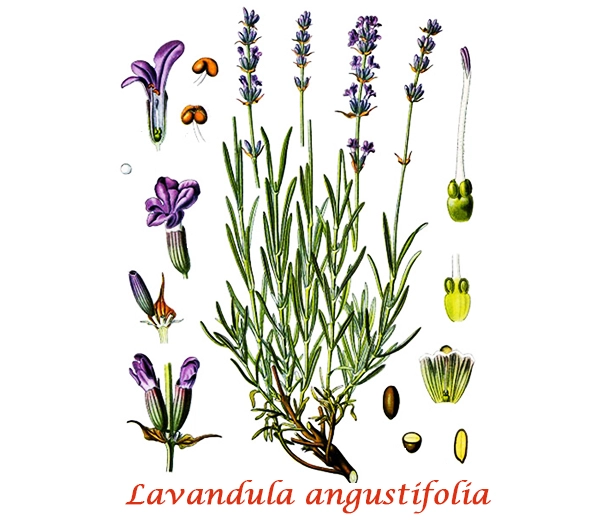 Botanique Lavande officinale Botanique Lavande officinale