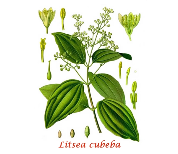 Botanique Litsea cubeba Botanique Litsea cubeba
