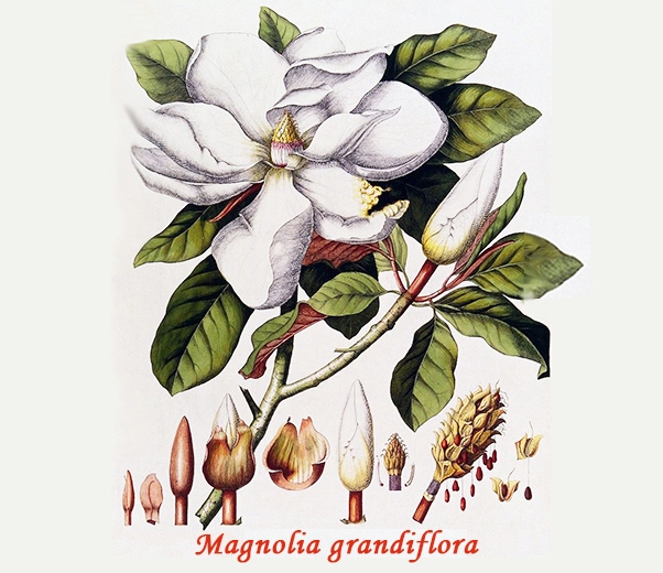 Botanique du magnolia Botanique du magnolia