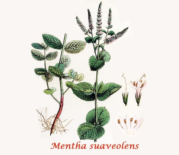 Botanique Mentha suaveolens Botanique Mentha suaveolens