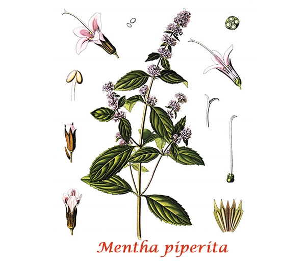 Botanique Menthe poivrée Botanique Menthe poivrée