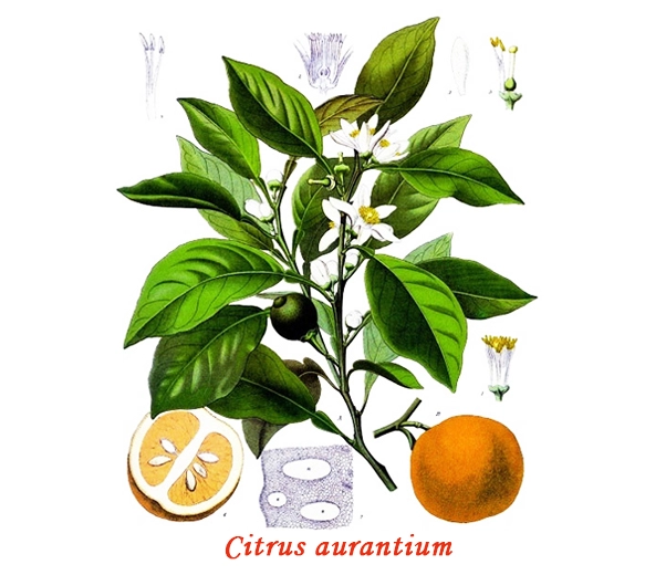 Botany Orange douce Botany Orange douce