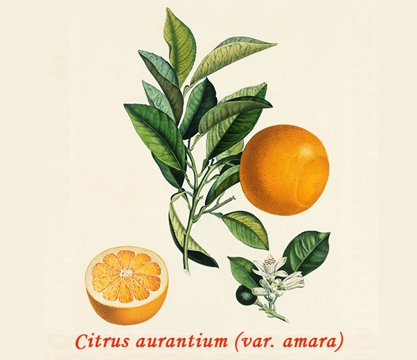 Botany Orange amère Botany Orange amère